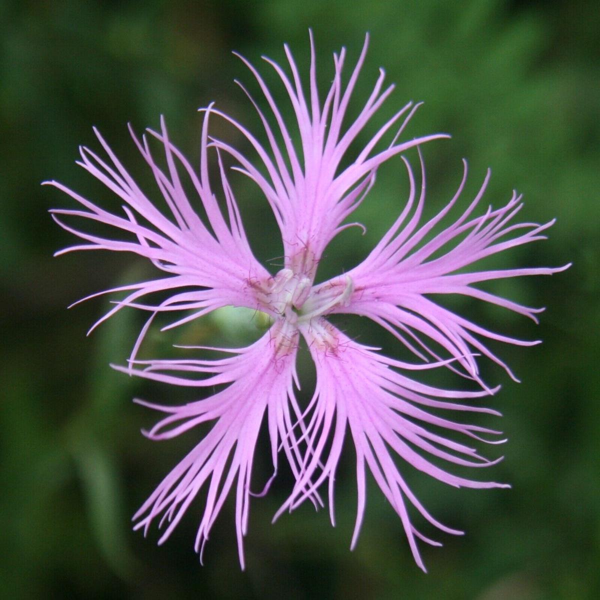 Dianthus Superbus Flower seeds for Planting Wildflower Mix Heirloom & GMO Free Seeds for Home Garden Sale