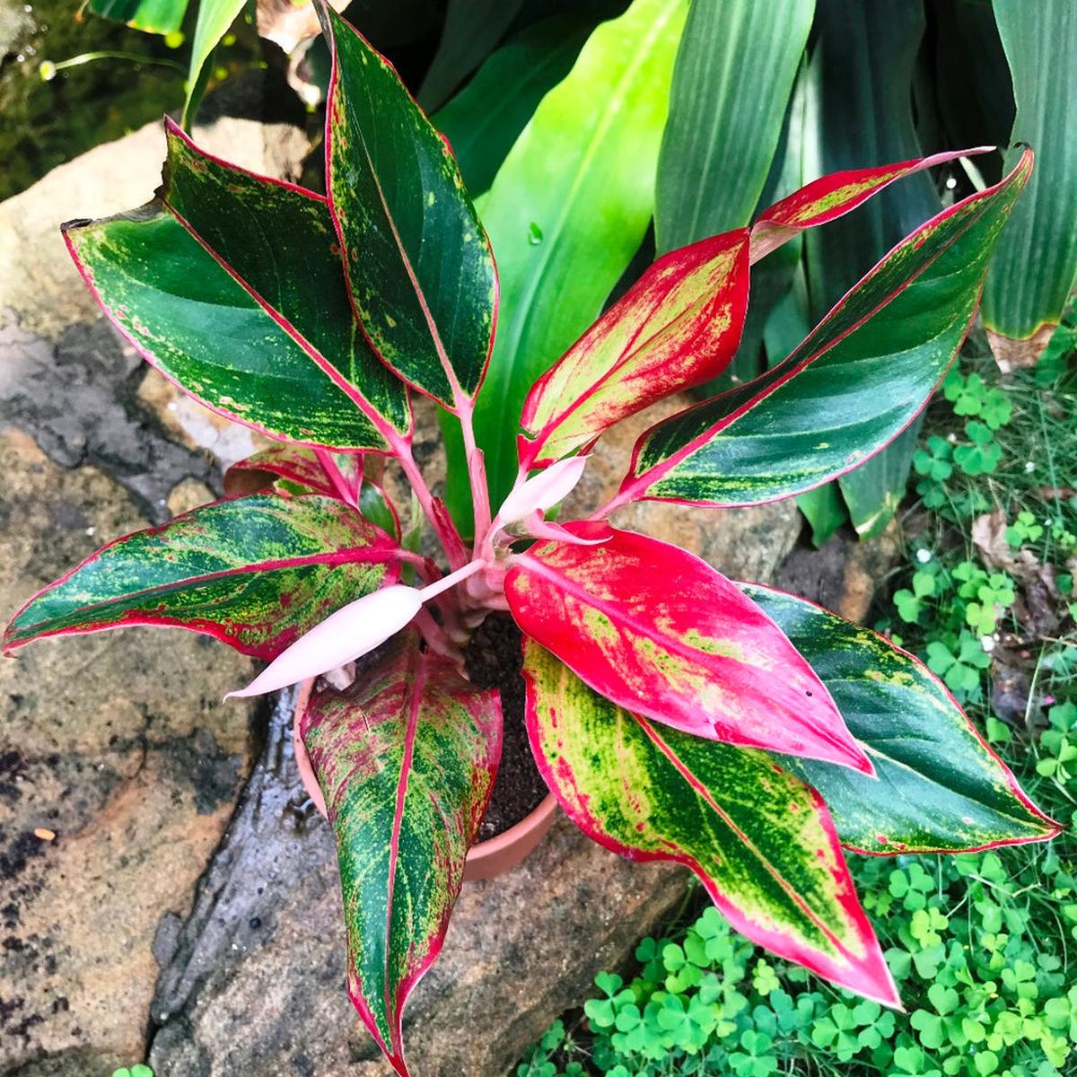 Green Red Aglaonema Flower Seeds for Planting  Heirloom, Non-GMO, High Germination Organic Garden Seeds