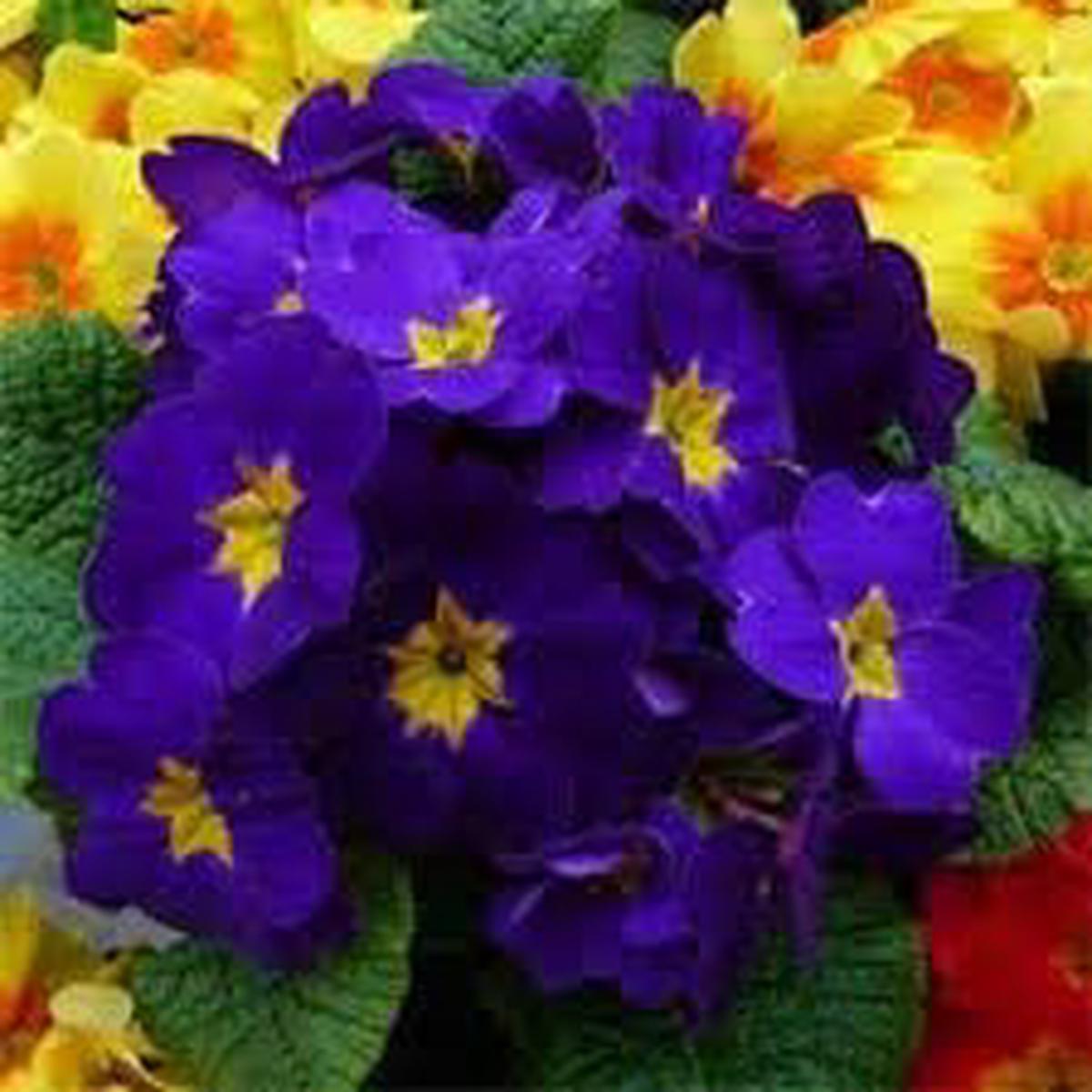 Heirloom Blue Primula Autumn Flower Seeds for Planting Non-GMO Perennial Organic Garden Seeds with High Germination