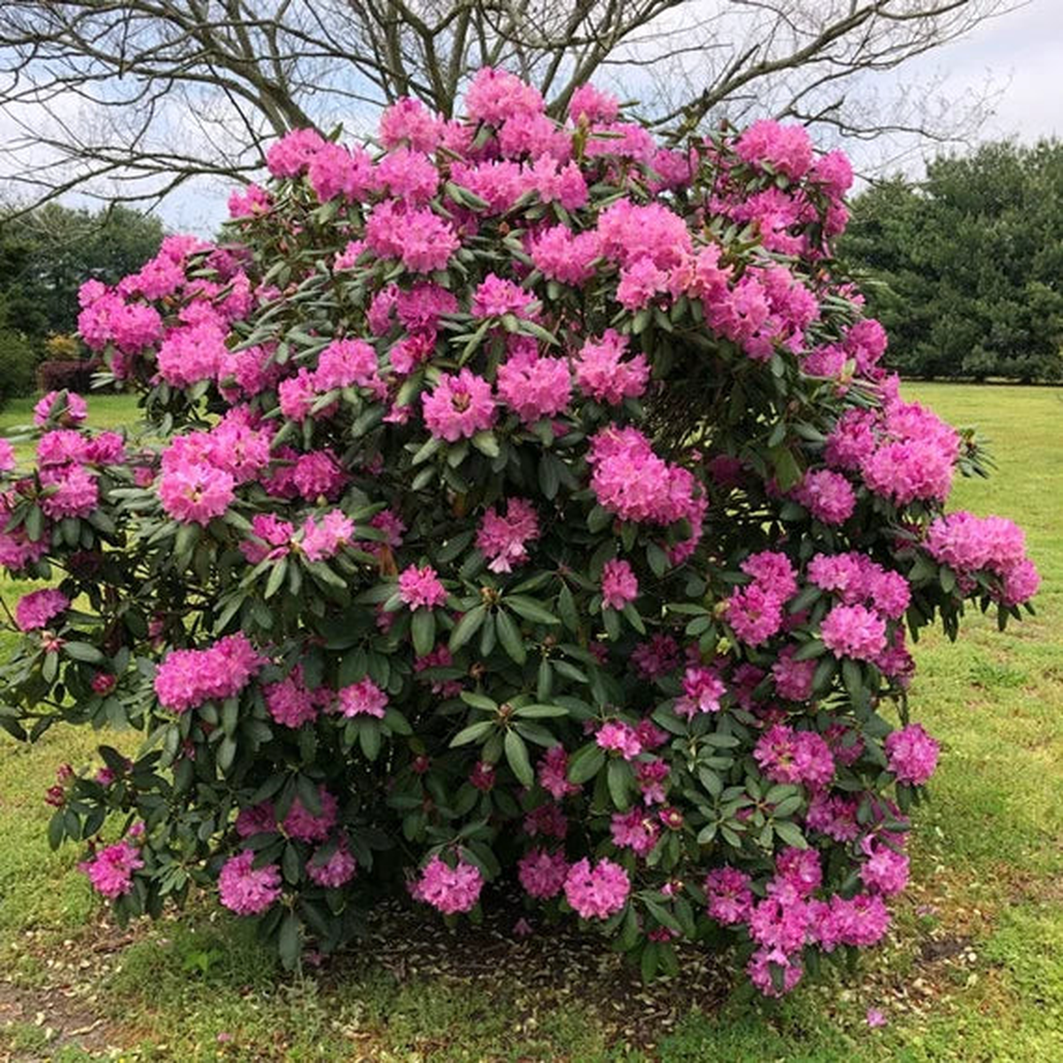 Heirloom Catawba Rhododendron Flower Seeds – Non-GMO, High Germination Organic Flowering Shrub Garden Seeds for Planting
