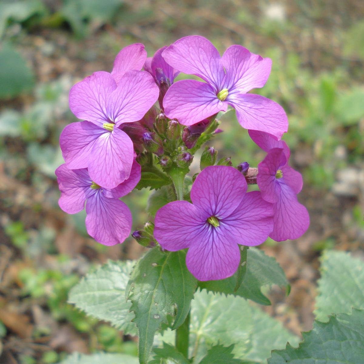 Heirloom Lunaria Annua Flower Seeds for Planting Non-GMO Silver Dollar Blooms, High Germination Organic Garden Seeds