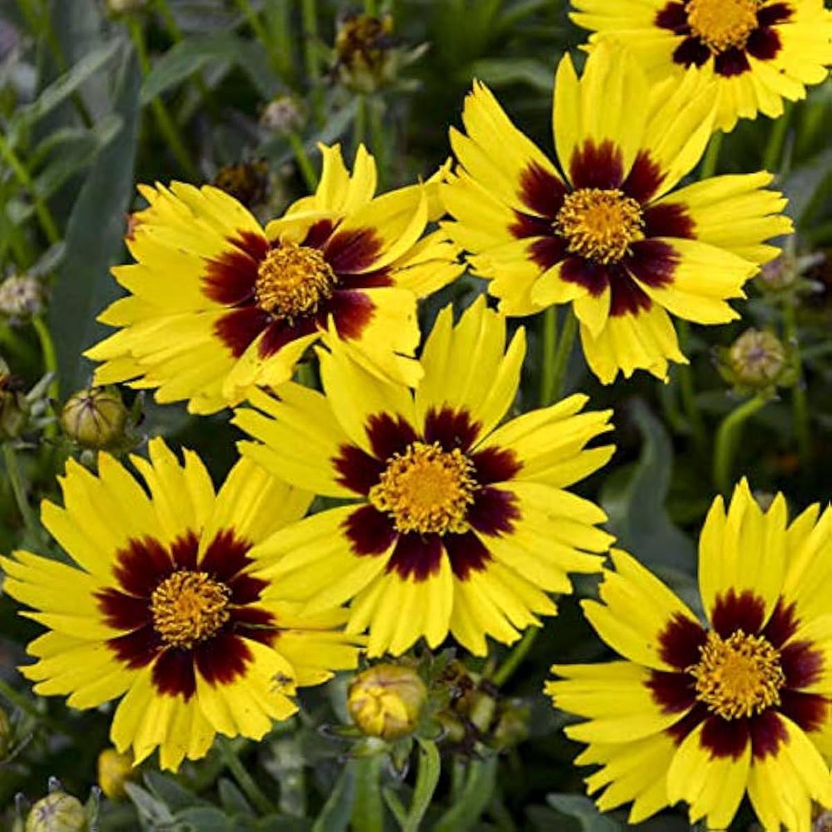 Hoch Coreopsis Seeds  Native Wildflower for Drought-Tolerant Meadows