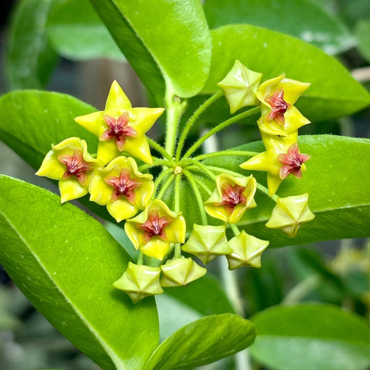 Hoya Carnosa Flower Seeds  Heirloom Non-GMO Seeds for Garden Planting