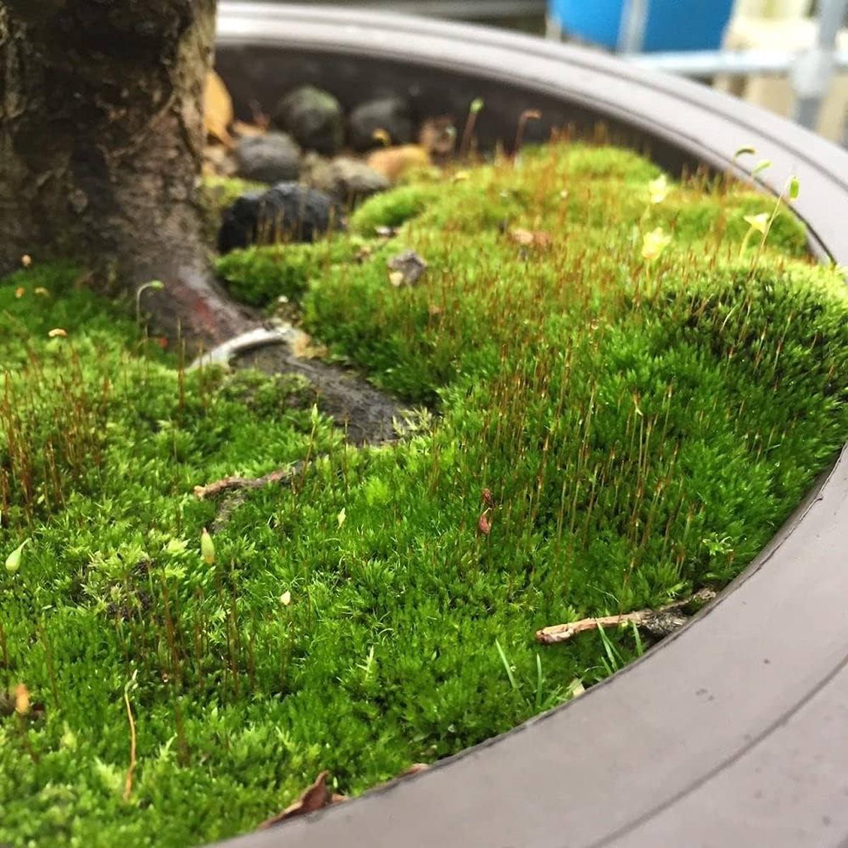 Kyoto Moss Spores and Detailed Growing Guide Indoor & Outdoor oz  Heirloom, Non-GMO