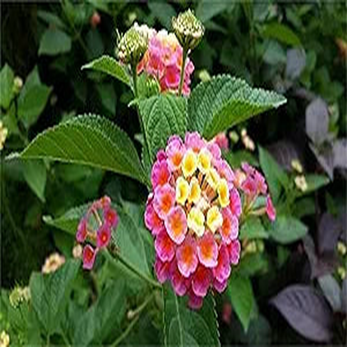 Lantana Lantana camara Flower Seeds for Planting in Flower Bed & Garden