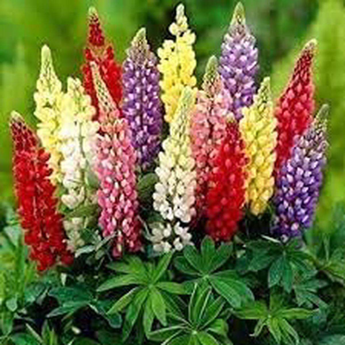 Lupine Flower seeds for Planting Shade Tolerant Heirloom & GMO Free Seeds for Home Garden