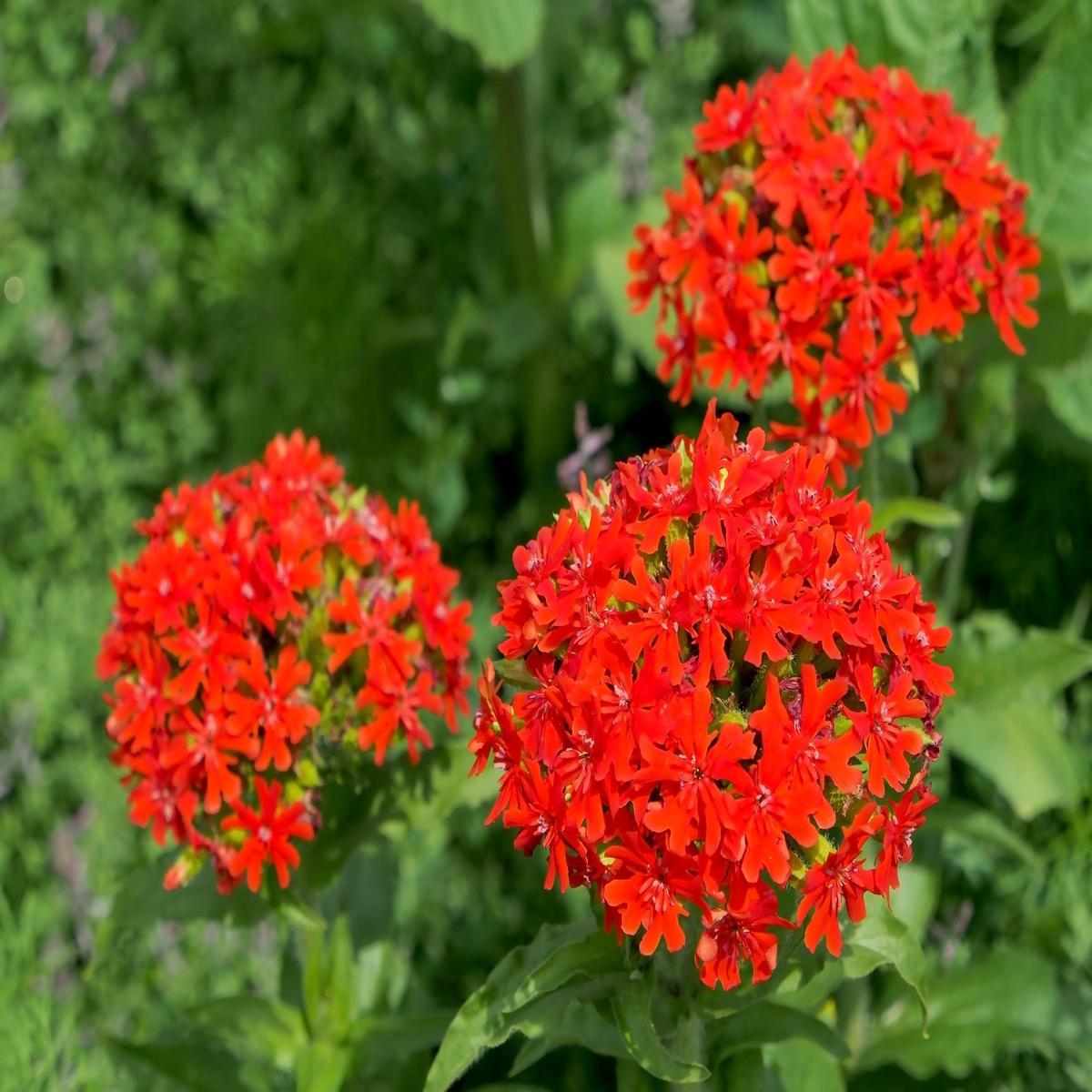 Lychnis Chalcedonica Flower Seeds for Planting Colorful Display Heirloom Non-GMO High Germination Garden Seeds