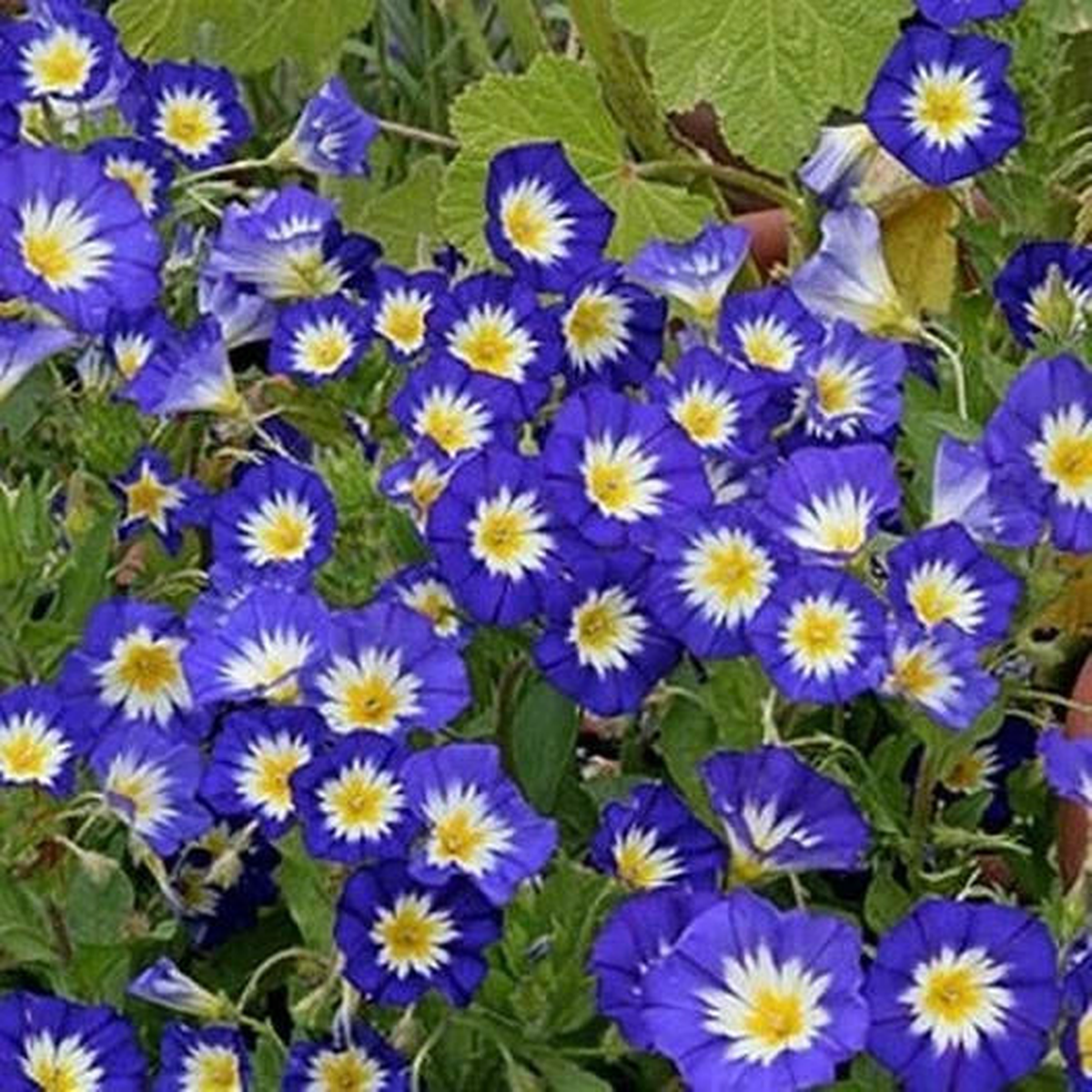 Morning Glory DWARF ROYAL ENSIGN BLUE FLOWERS Seeds  Heirloom, Non-GMO, High Germination Organic Garden Seeds