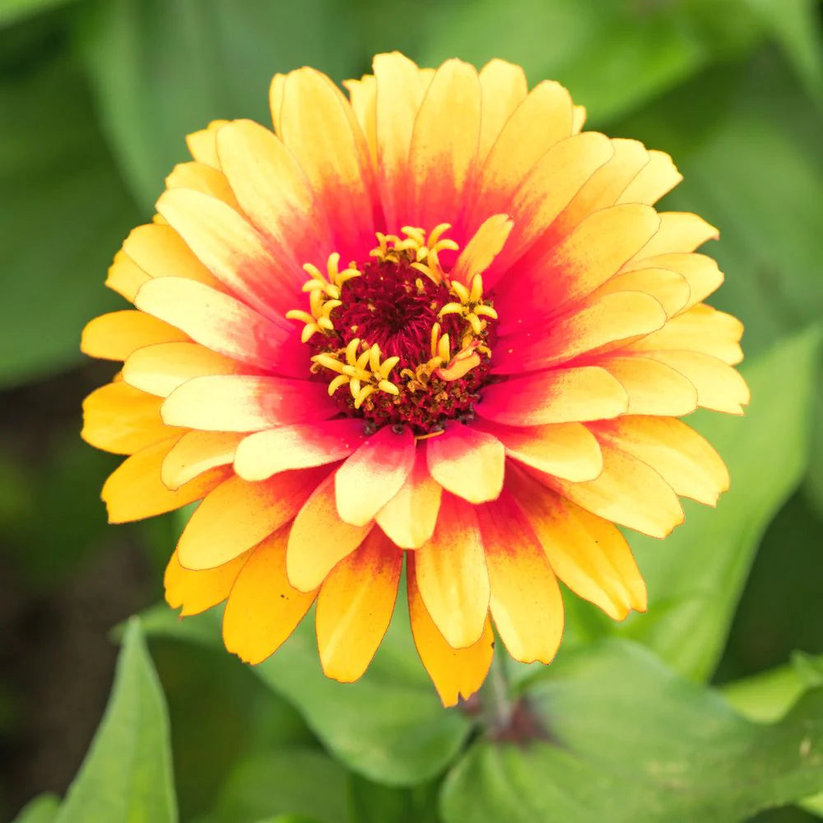 Pink Yellow Zinnia Flower Seeds for Planting  Vibrant Garden Blooms, Heirloom, Non-GMO, High Germination Seeds