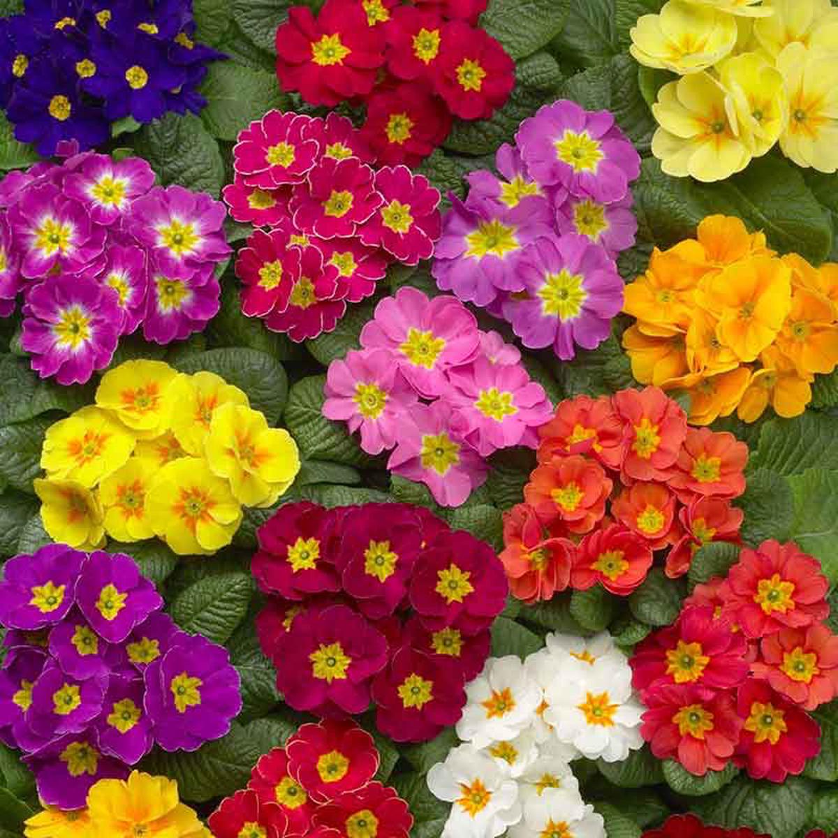 Primrose Seeds – Danova Mix
