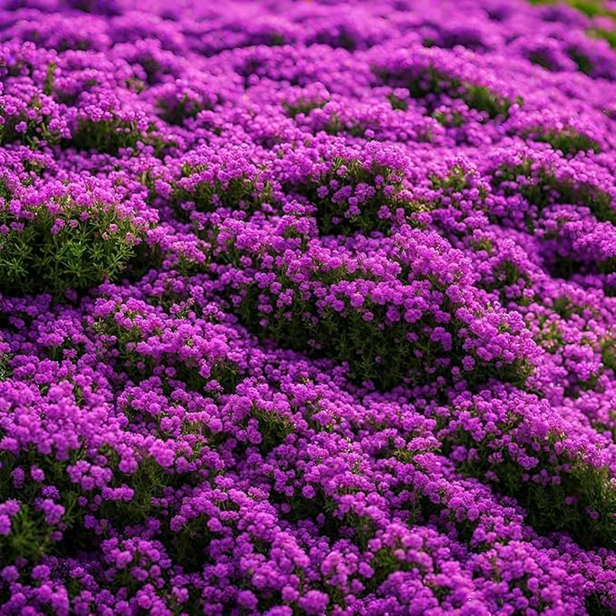 Purple Creeping Thyme Flower Seeds  Heirloom, Non-GMO, Fragrant Ground Cover for Garden Planting
