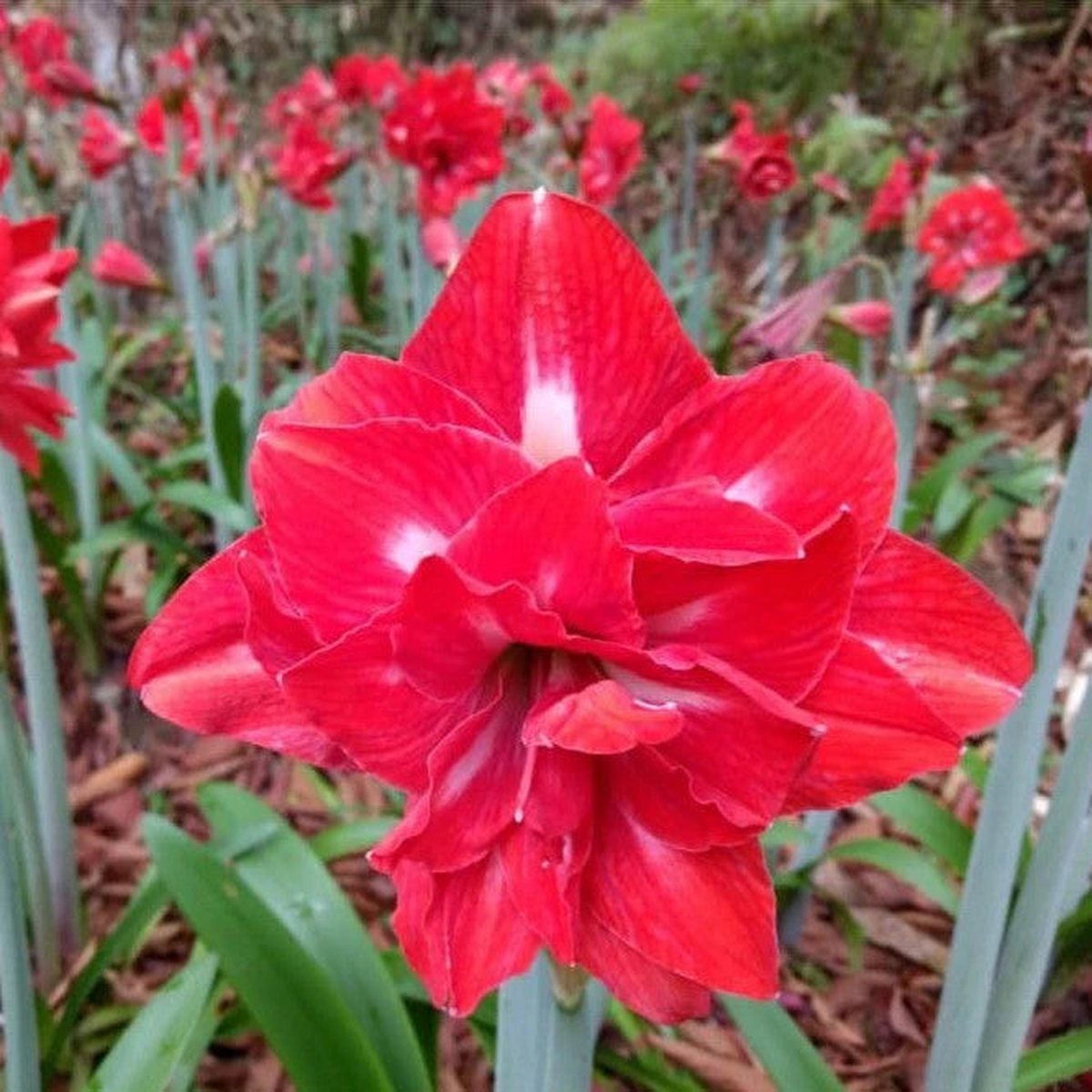 Red Double Narcissus Flower Seeds for Planting Wildflower Mix Heirloom & GMO Free Seeds for Home Garden Sale