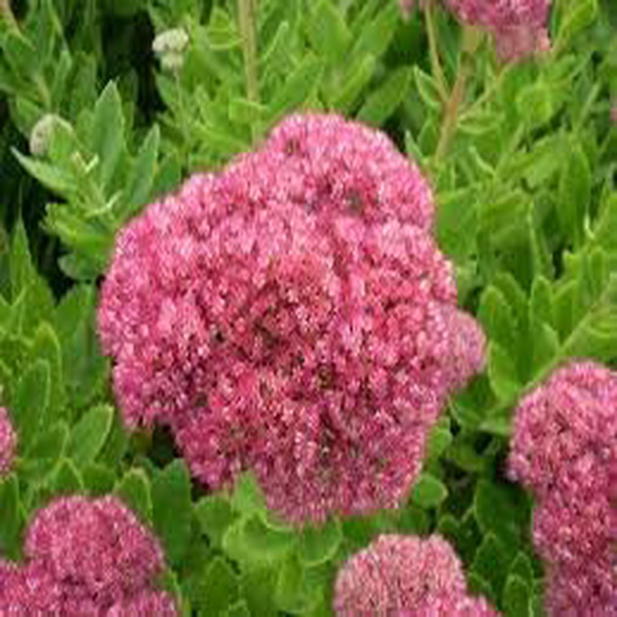 Spectabile Flower Seeds for Planting – 100 pcs