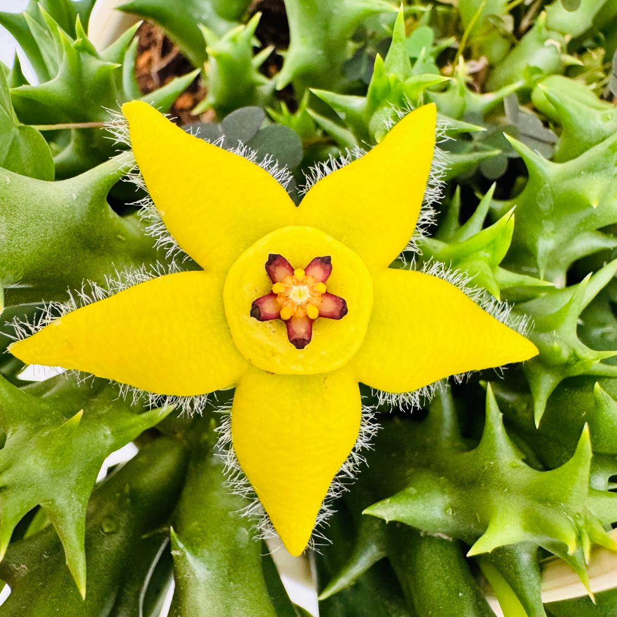 Stapelia Pulchella Succulent Flower Seeds for Planting  Heirloom, Non-GMO, High Germination, Organic Garden Seeds