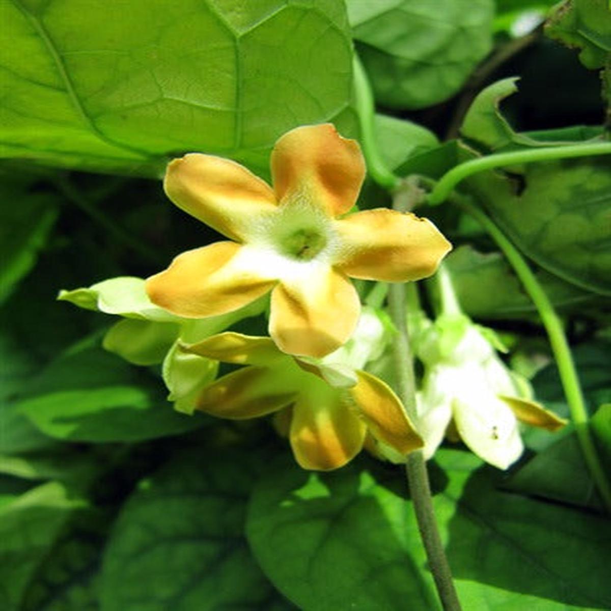Telosma Cordata Flower Seeds for Planting | Heirloom Non-GMO High Germination Organic Garden Seeds