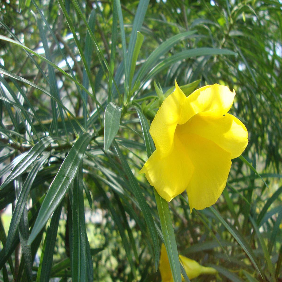 Thevetia Neriifolia Flower Seeds for Planting Heirloom Non-GMO, High Germination Organic Garden Seeds