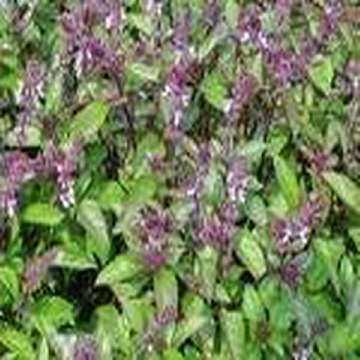 Violet Ocimum Flower seeds for Planting – Cottage Garden Essential, Heirloom & GMO Free Seeds for Home Garden