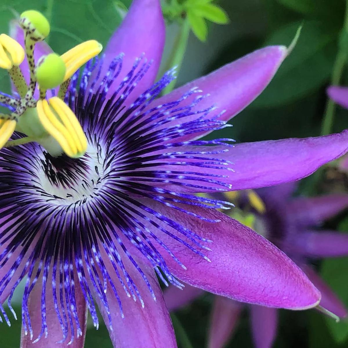Violet Passiflora Flower Seeds for Planting – Heirloom, Non-GMO, High Germination Organic Garden Seeds