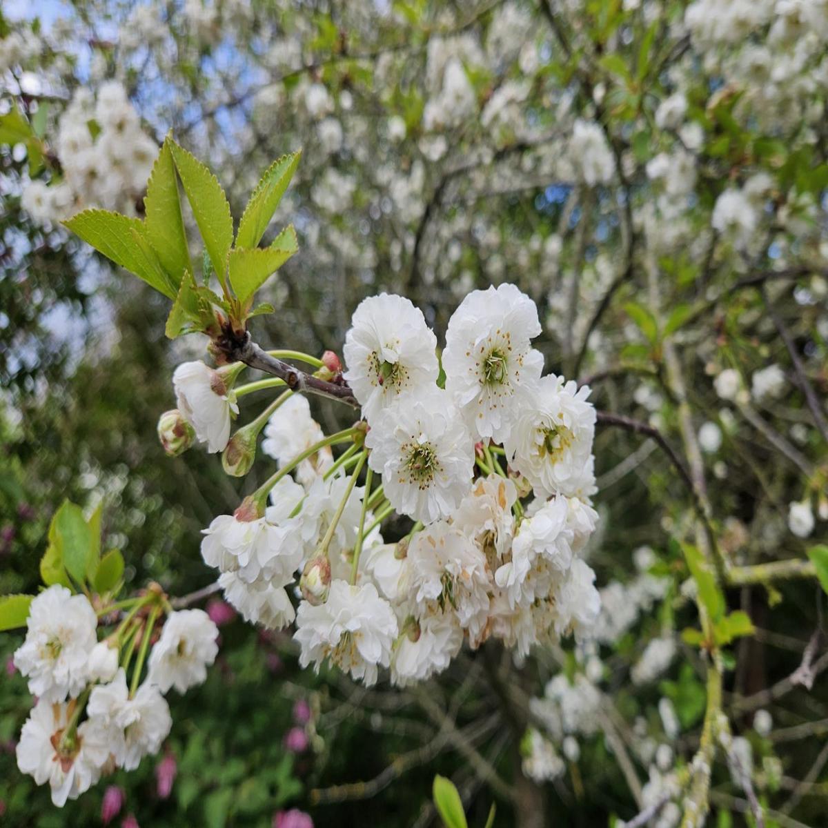 White Cerasus Perennial Flower Seeds for Planting  Heirloom, Non-GMO, Drought-Tolerant Garden Seeds