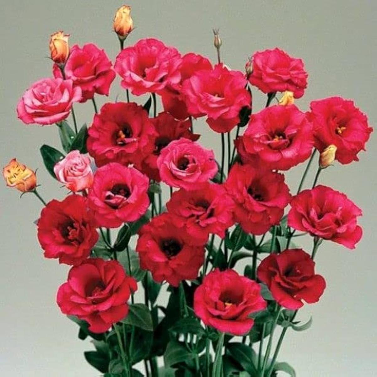 White & Red Eustoma (Lisianthus) Flower Seeds Heirloom Non-GMO Seeds for Planting & Organic Garden Blooms