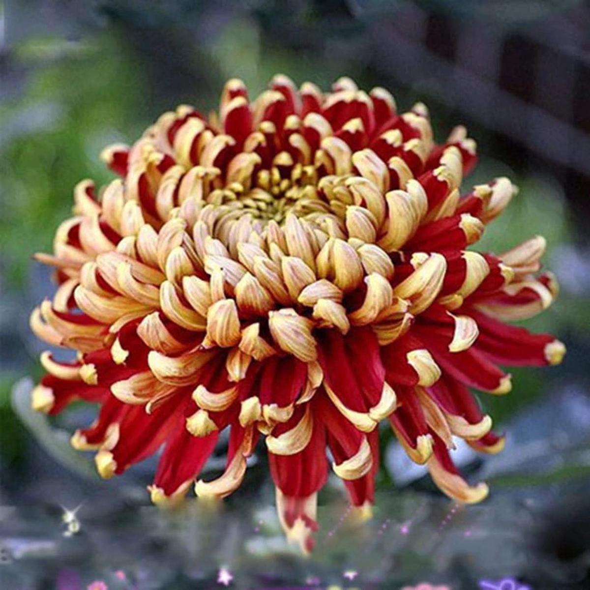 Yellow Red Chrysanthemum Flower Seeds for Planting – NON GMO Seeds