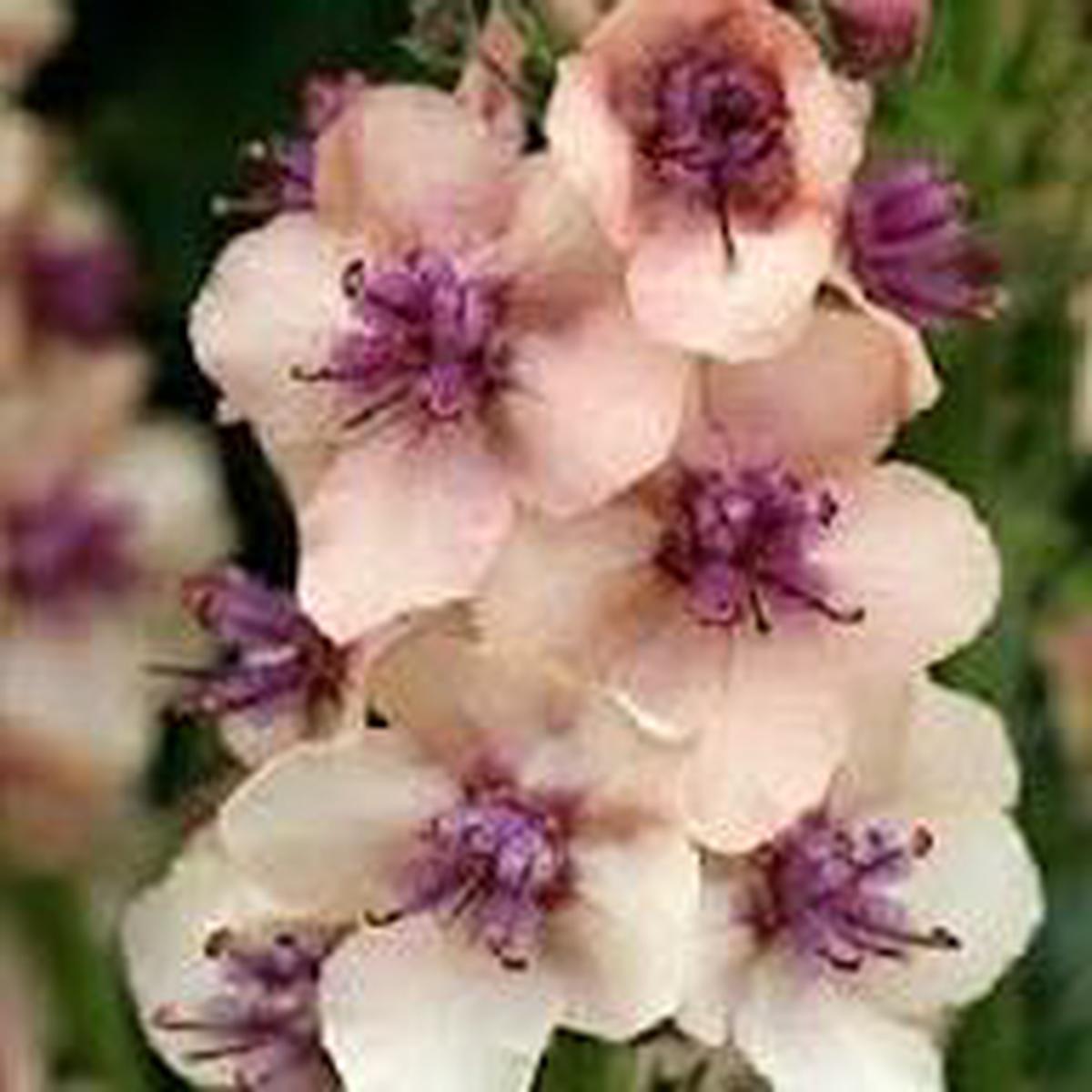 Antique Rose Verbascum Flower Seeds for Planting  Heirloom, Non-GMO, Cottage Garden Essential