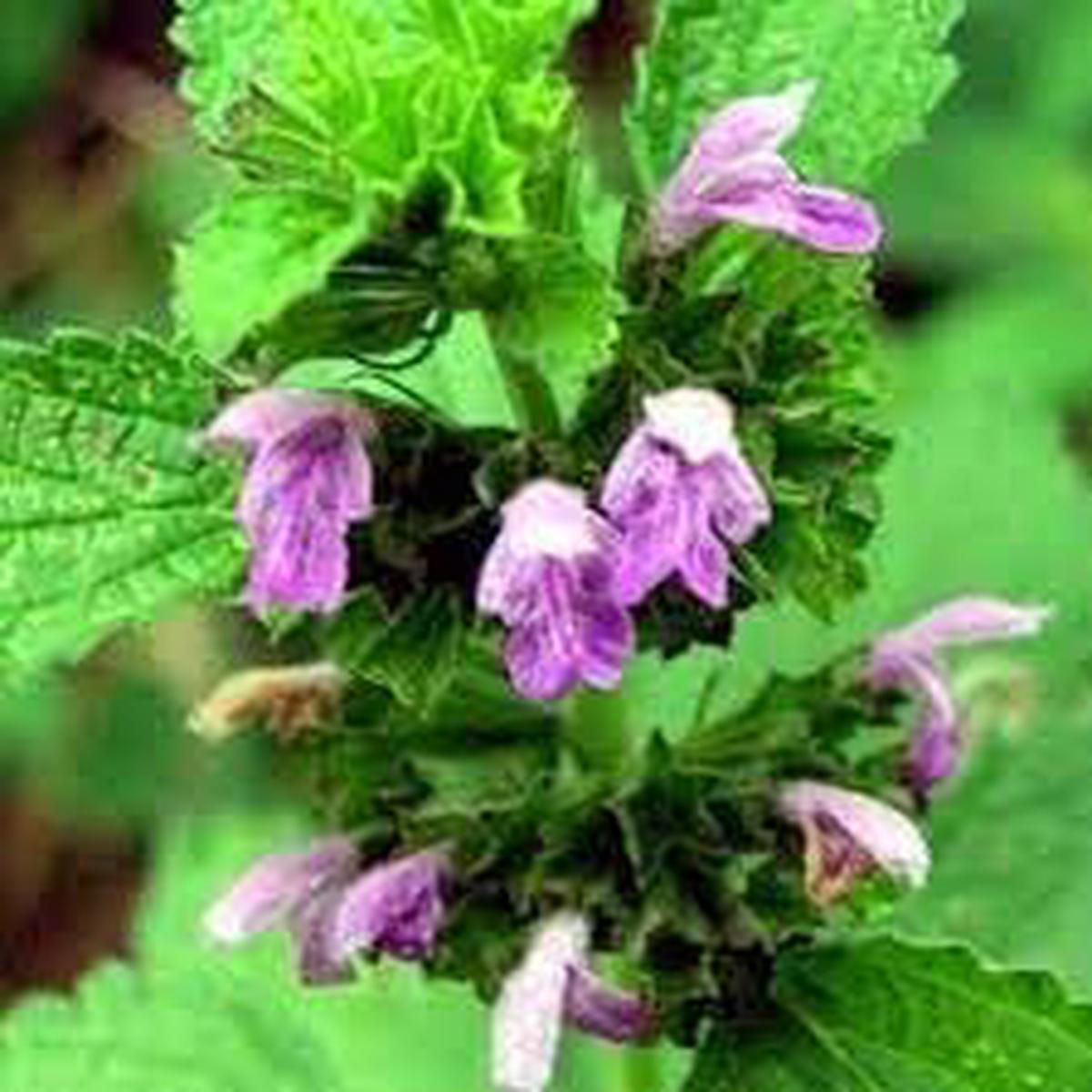 Ballota Nigra Flower Seeds for Planting – 100 pcs