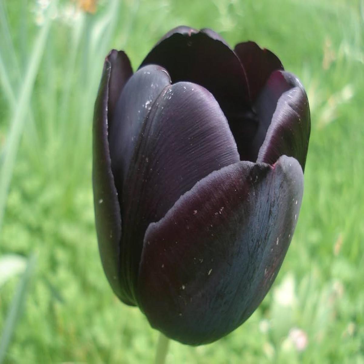 Black Tulip Flower Seeds for Planting Heirloom, Non-GMO, High Germination Organic Garden Seeds