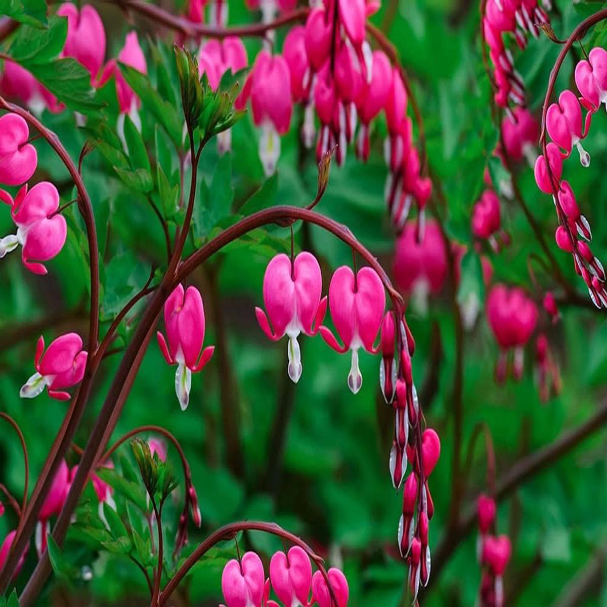 Bleeding Hearts Flower Seeds for Planting  Heirloom, Non-GMO, Cottage Garden Essential, High Germination
