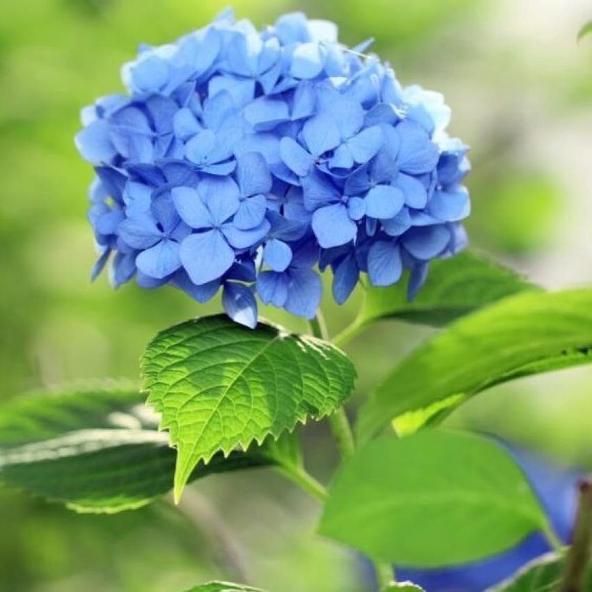 Blue Hydrangea Flower seeds for Planting – Compact Growth, Heirloom & GMO Free Seeds for Home Garden