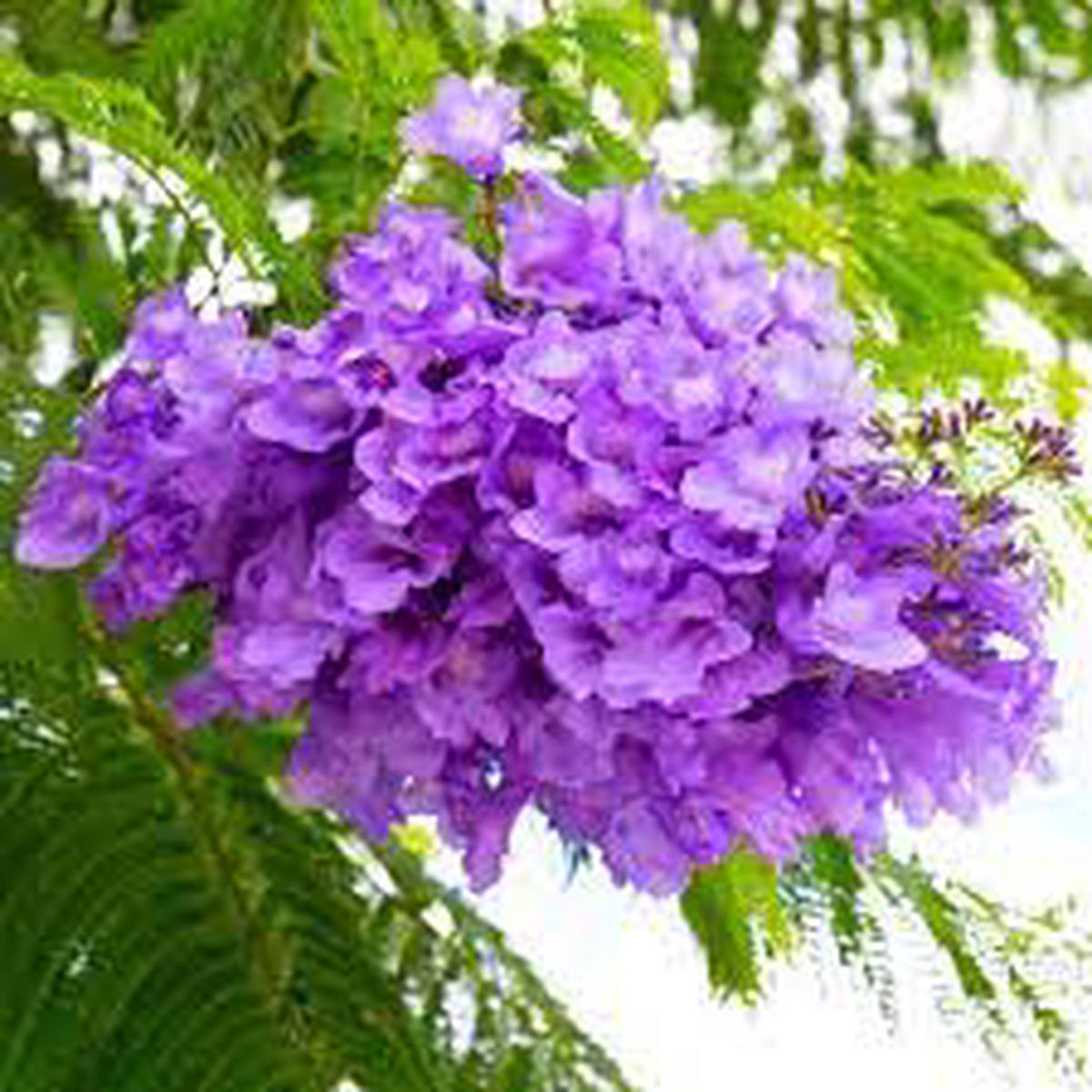 Blue Jacaranda Mimosifolia Flower seeds for Planting – Drought Tolerant, Heirloom & GMO Free Seeds for Home Garden