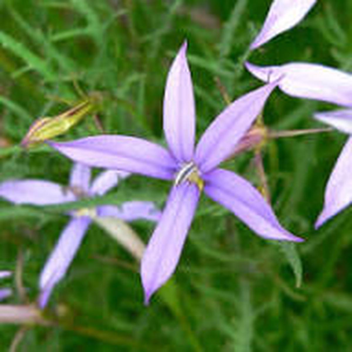 Blue Laurentia Flower Seeds for Planting | Heirloom Non-GMO High Germination