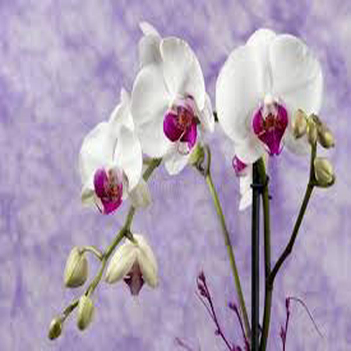 Butterfly Orchids White Violet Flower Seeds for Planting – Fragrant Blossoms, Heirloom & Non-GMO Seeds for Home Garden
