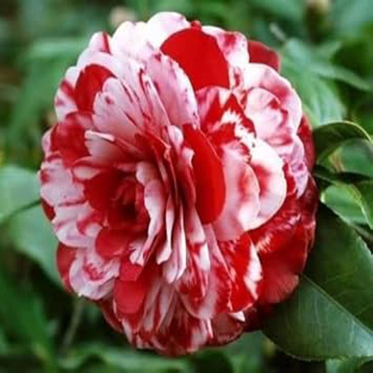 Camellia Red White Flower seeds for Planting – Seasonal Bloomer, Heirloom & GMO Free Seeds for Home Garden