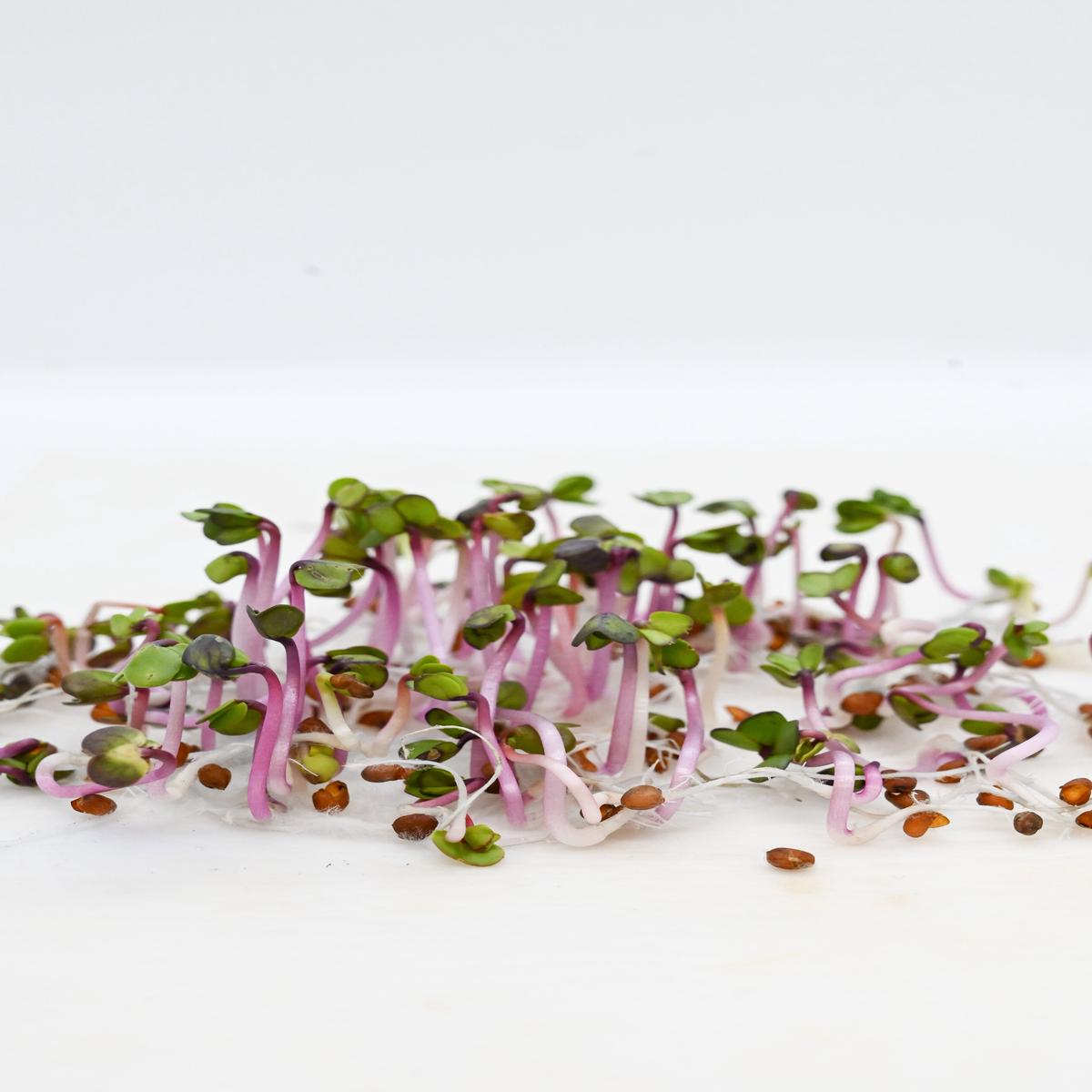 China Rose Rettichsamen Seeds for Spicy, Flavorful Radishes