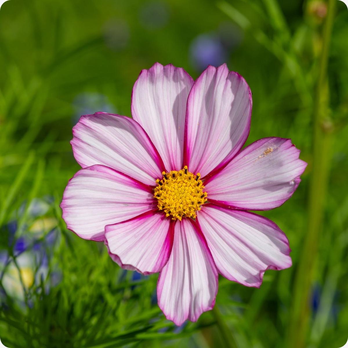 Cosmos Flower Seeds – Candystripe