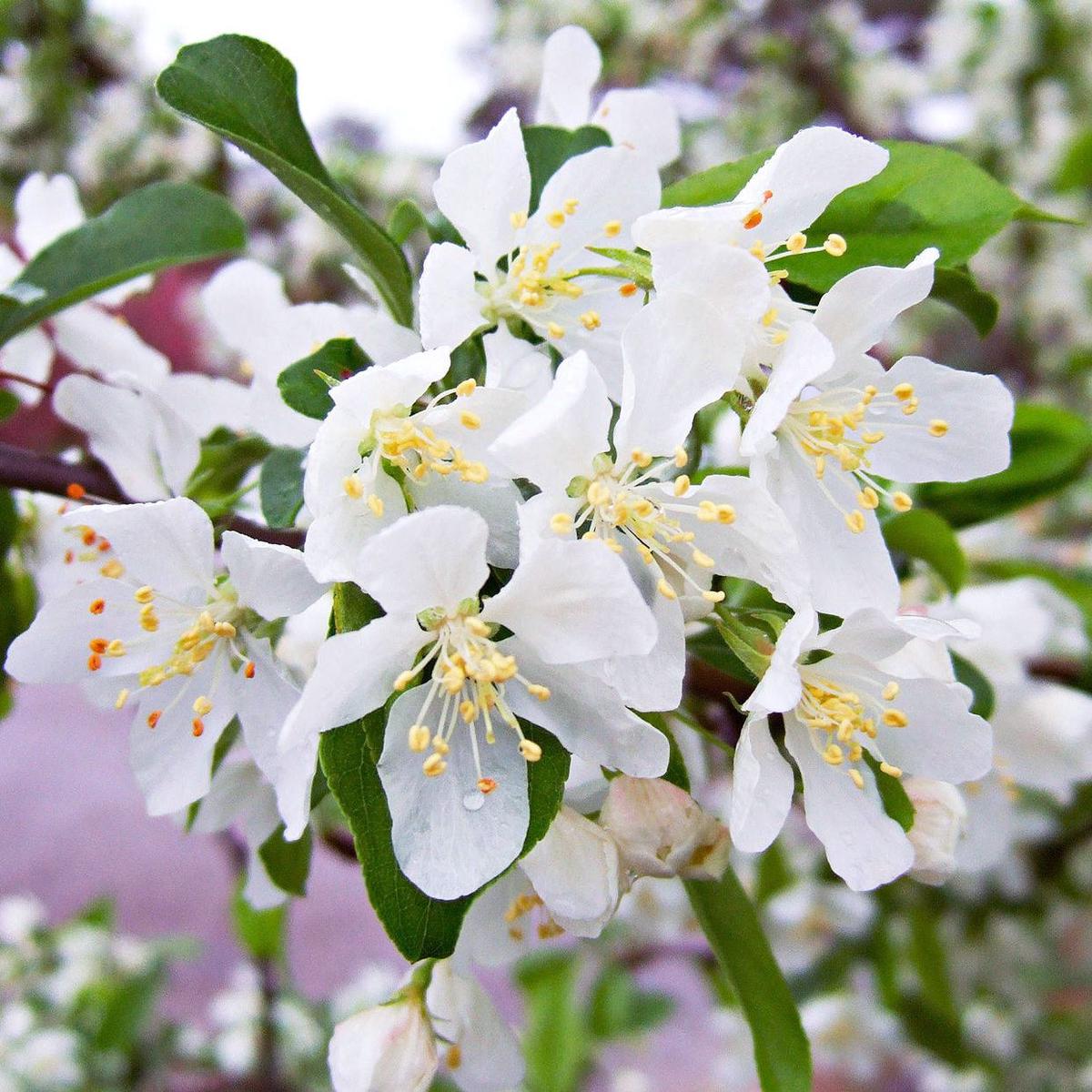 Crabapple White Flower Seeds for Planting Organic, Heirloom, Non-GMO Seeds