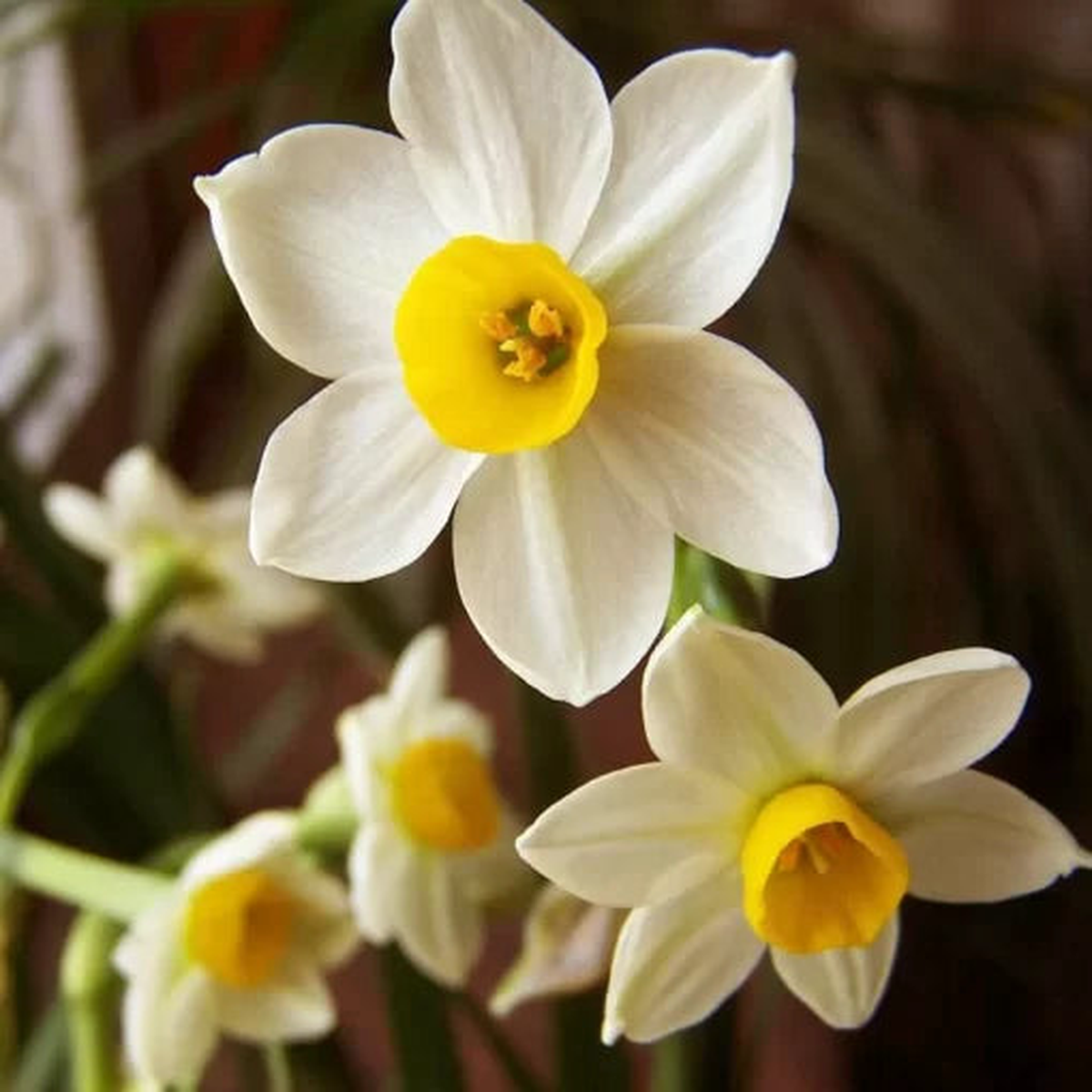 Daffodil Flower Seeds | Double-Petal Aquatic Narcissus Variety  Heirloom, Non-GMO, High Germination Organic Garden Seeds