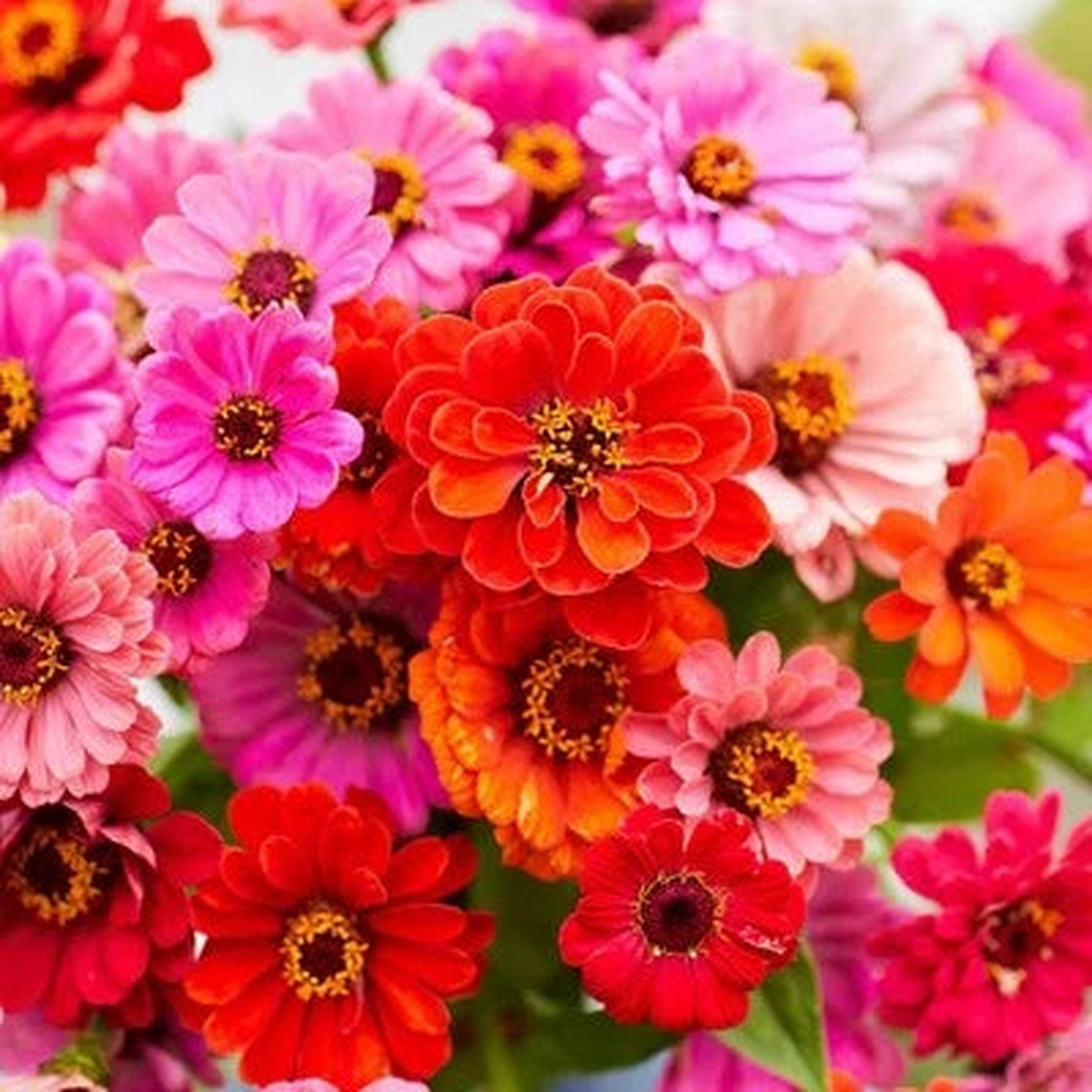 Dahlia Flowered Zinnia Seed Mix (Zinnia elegans)  Heirloom, Non-GMO, Easy-to-Grow Annual Blooms