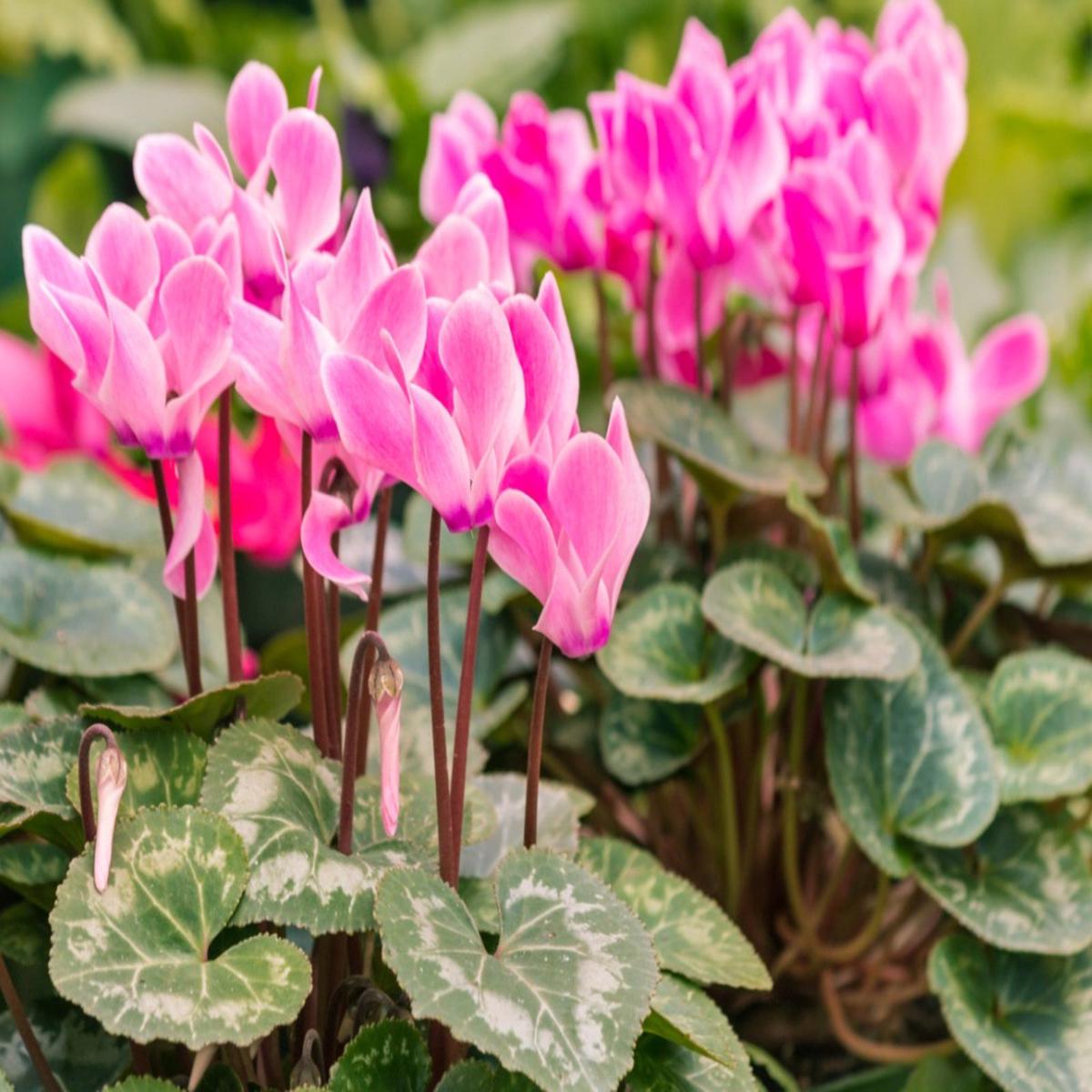 Dark Pink Cyclamen Flower Seeds for Planting – NON GMO Seeds