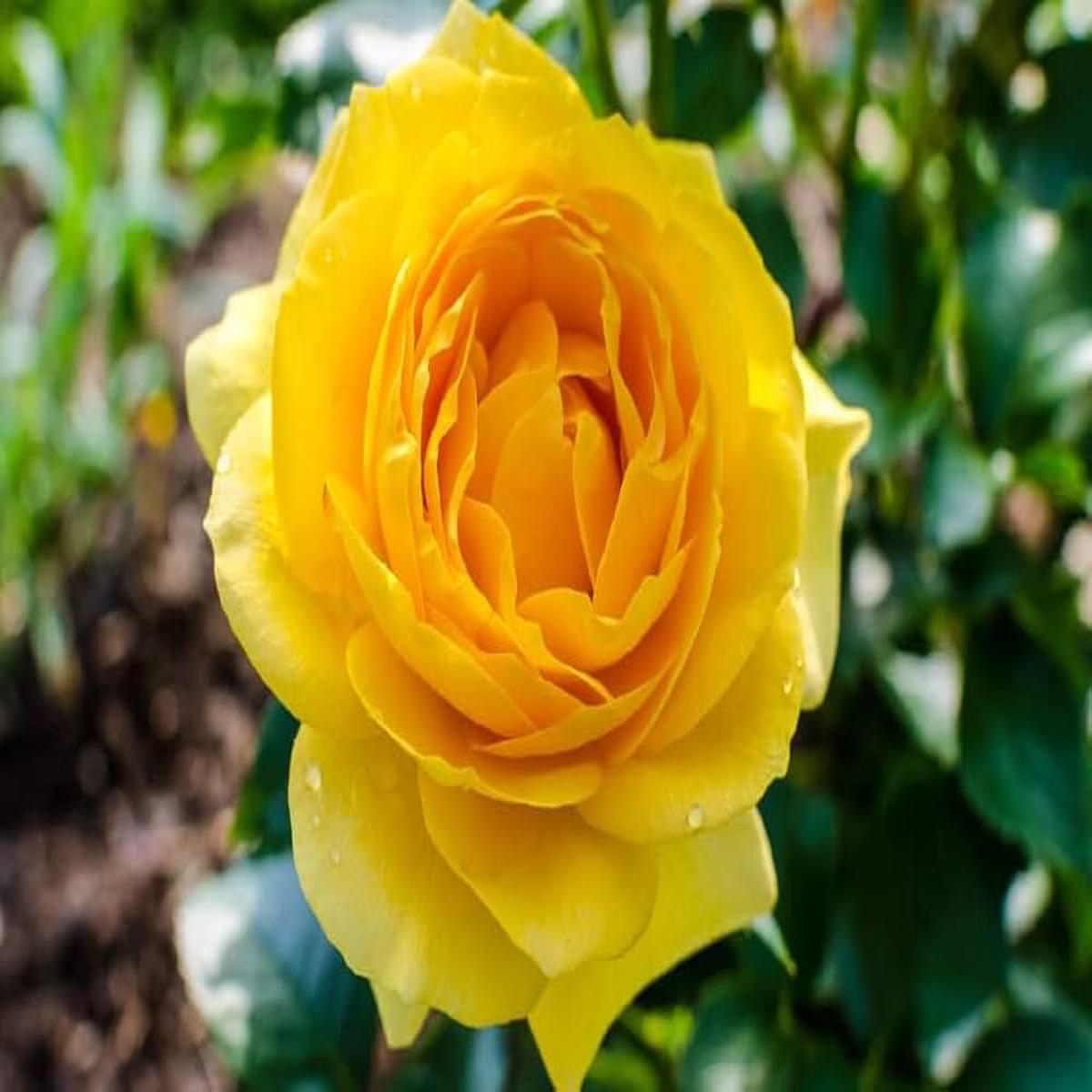 Deep Yellow Rose Plant Seeds for Planting – Non-GMO Heirloom Garden Seeds for Growing