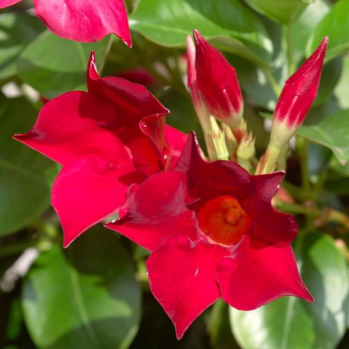 Dipladenia Red Flower Seeds for Planting Vibrant and Hardy Climbing Plants