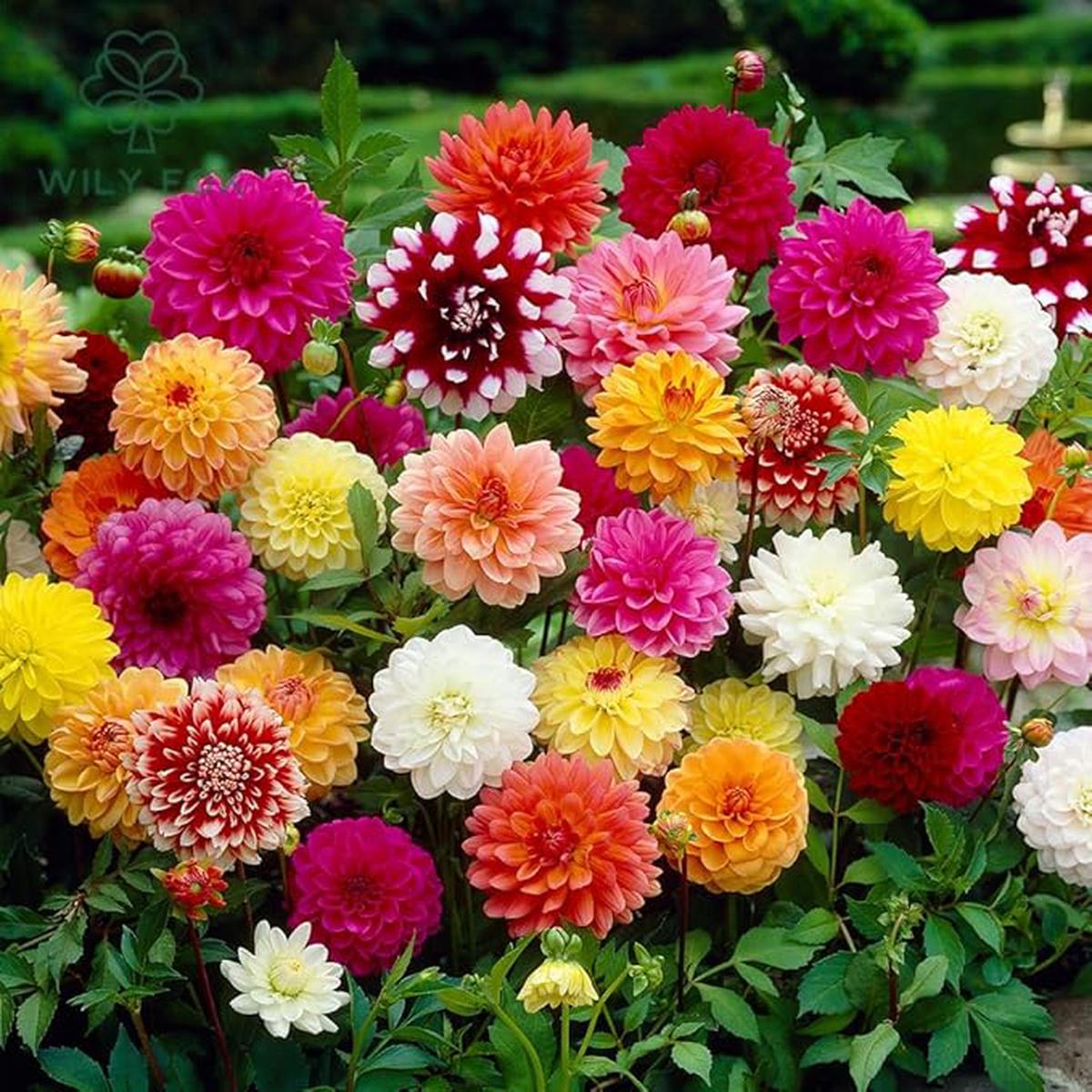 Double Dahlia Mini Mary Flower Seeds ( )