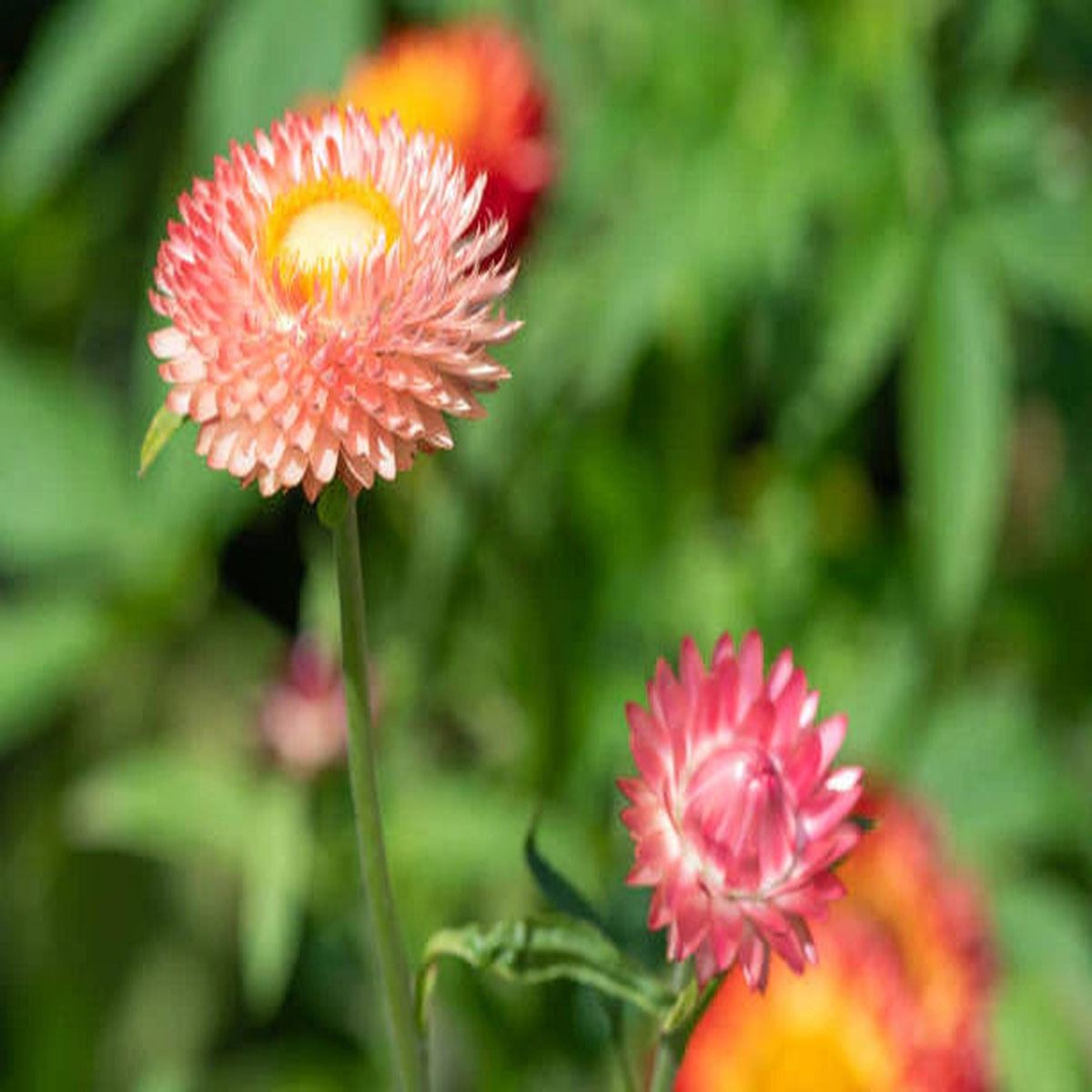 Everlasting Paper Daisy Salmon Rose Flower Seeds for Planting  Heirloom & Non-GMO Garden Seeds