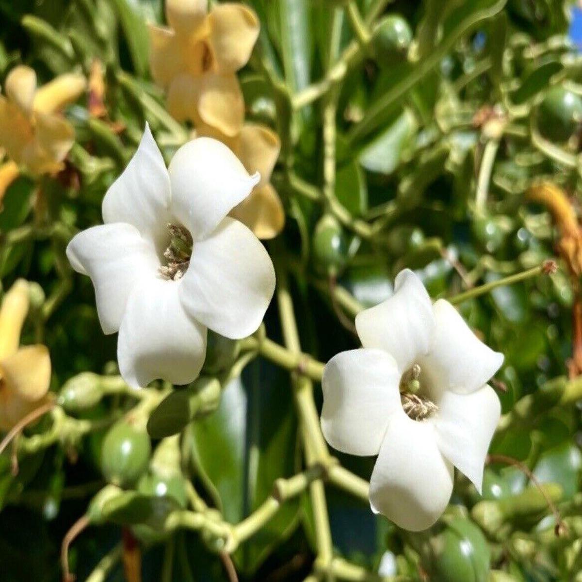 Fagraea Flower Seeds for Planting Heirloom, Non-GMO, High Germination Organic Garden Seeds