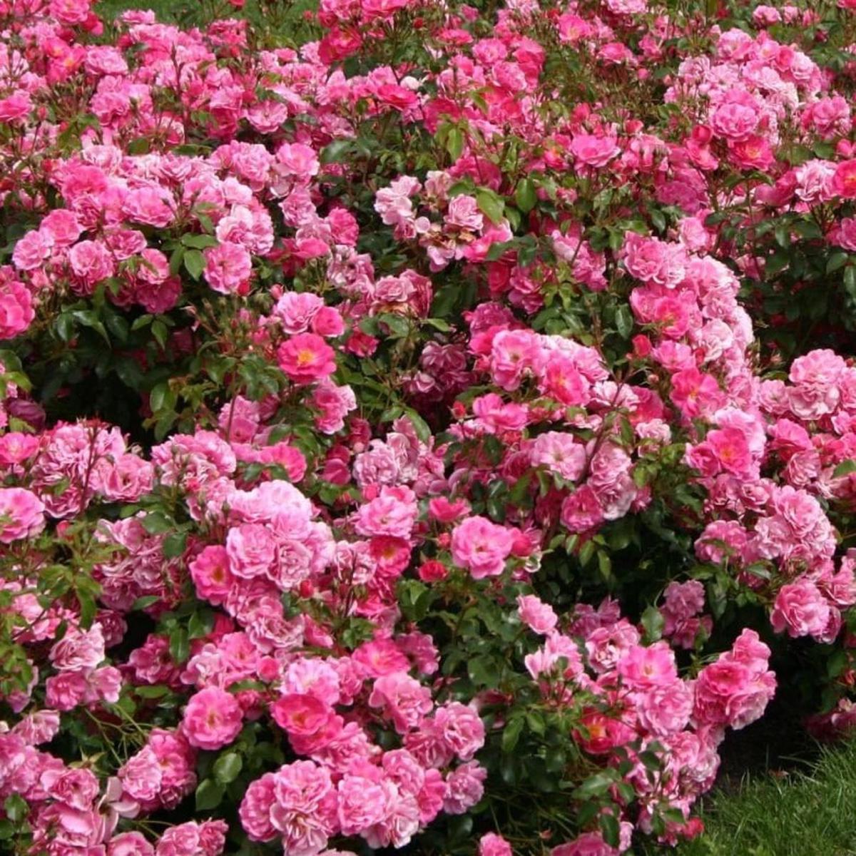 Floribunda Flower Seeds for Planting  Heirloom Non-GMO, High Germination Organic Garden Seeds