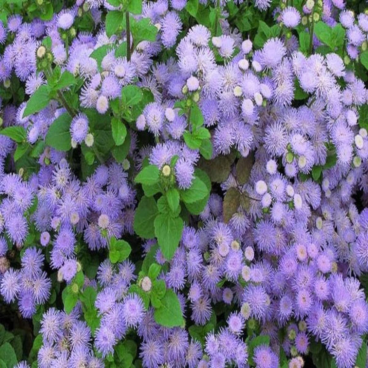 Floss Flower Seeds for Planting  Heirloom Non-GMO, High Germination Organic Garden Seeds