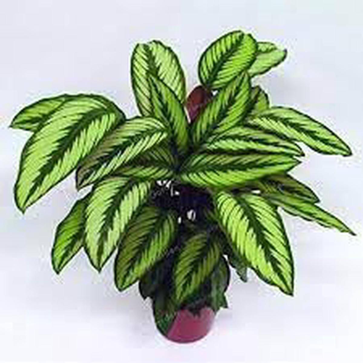 Futaba Calathea Foliage Flower seeds for Planting, Premium Quality Heirloom & GMO Free Seeds for Home Garden