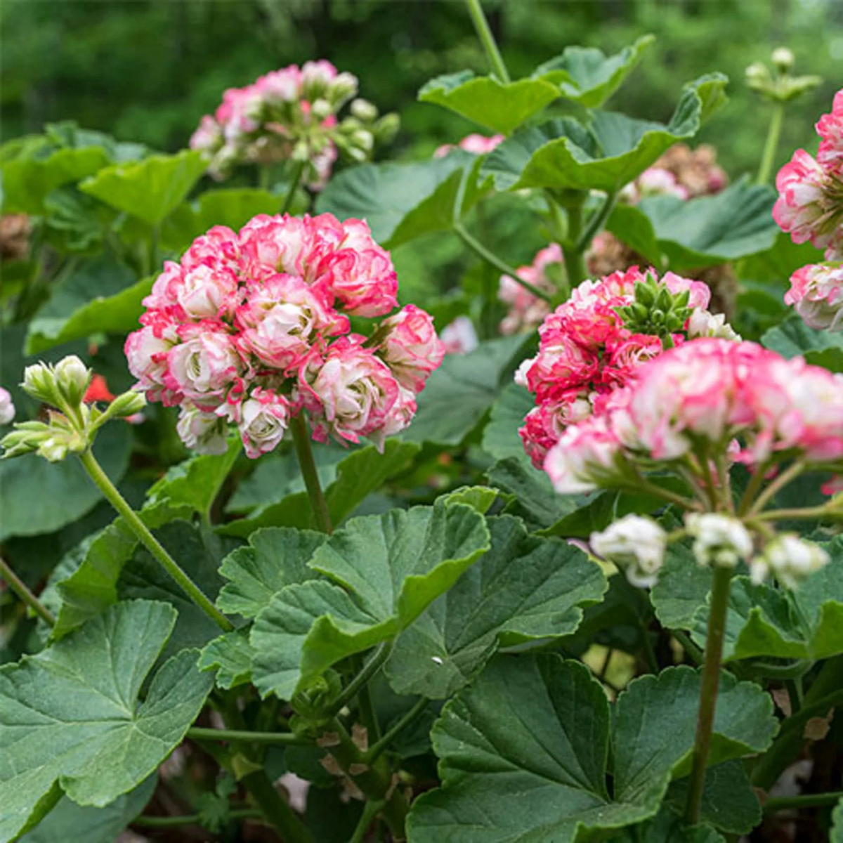 Geranium Apple Blossom Flower seeds for Planting – Vibrant Colors, Heirloom & GMO Free Seeds for Home Garden