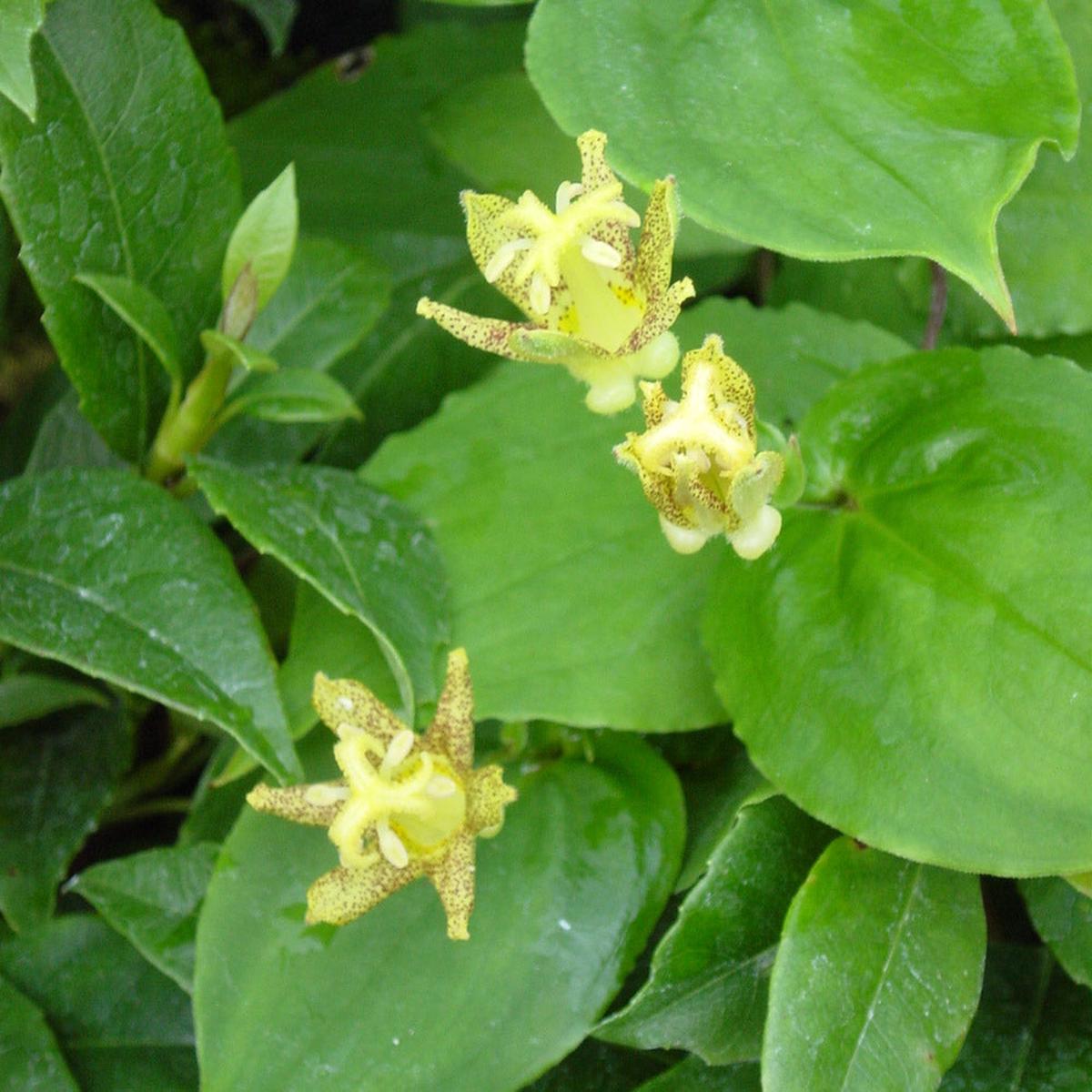 Green Brown Tricyrtis Flower Seeds for Planting Heirloom, Non-GMO, High Germination Garden Seeds